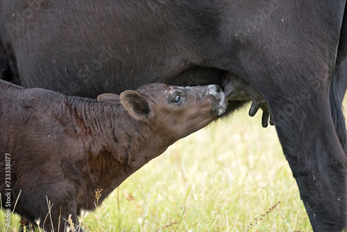 Nursing Calf