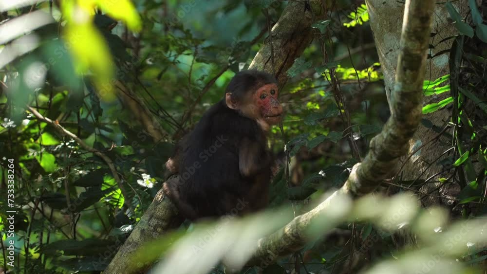 Baby monkey sitting in lush forest. Wildlife and nature. Baby monkey sitting in lush forest. Wildlife and nature.