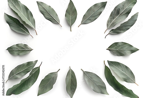 the leaves are arranged in a circle over a white back photo