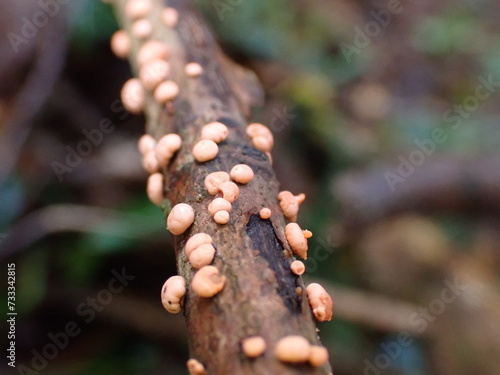 Coral Spot fungus (Nectria cinnabarina) photo