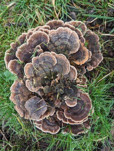 Turkeytail fungus (Trametes versicolor)