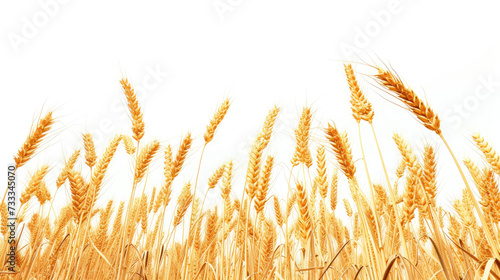 Gentle Wheat Stalks Against Soft White Backdrop