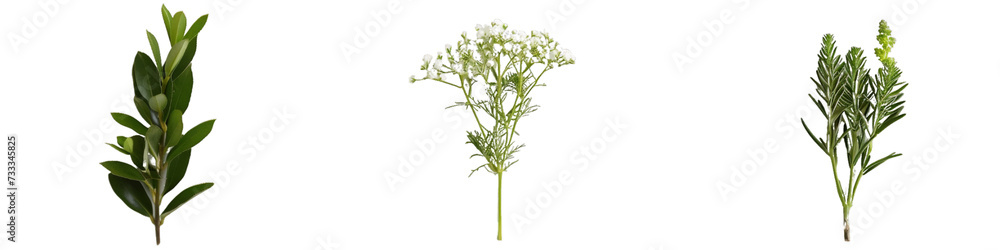 Assorted Botanical Herbs on Isolated Background, Green Flora for Natural Organic Concepts