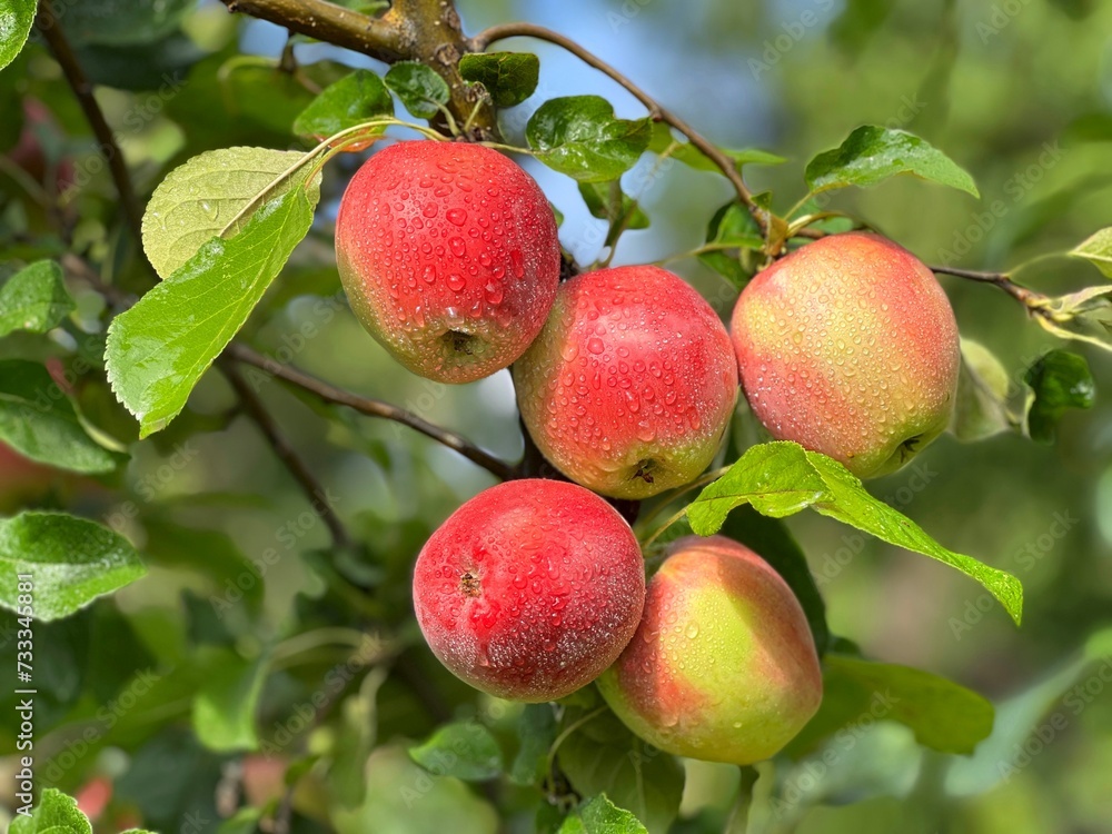 Apples fruits tree branch garden Apples fruits tree branch garden