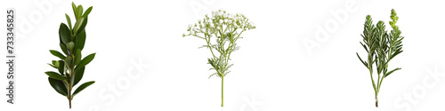Assorted Botanical Herbs on Isolated Background, Green Flora for Natural Organic Concepts
