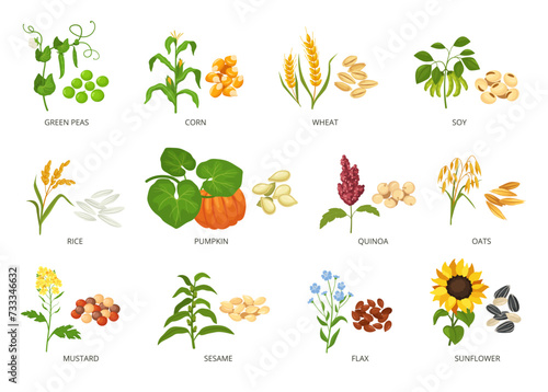 Seeds and plants. Agricultural crops and their produce, growth planted and harvested seeds or grains vector illustration set