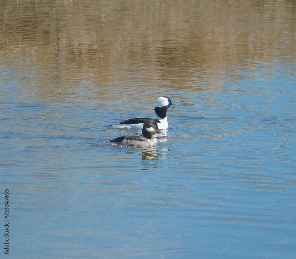 Fototapeta premium Buffleheads