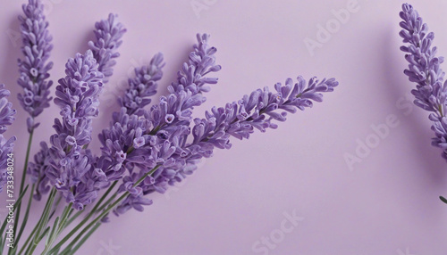 Delicate Lavender Colors Background