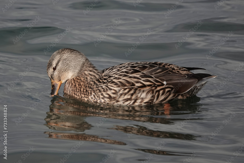 A female Mallard duck (Anas platyrhynchos) on a British lake A female Mallard duck (Anas platyrhynchos) on a British lake
