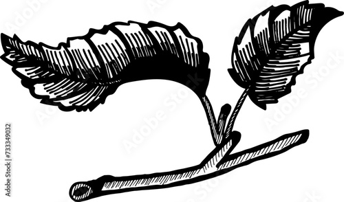 Apple trees branch. Hand drawn engraving style illustrations vector.