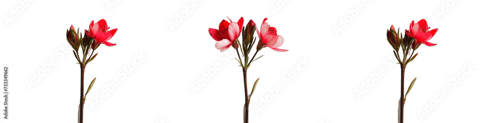 Trio of Red and White Flowers on a Pure White Background, Symbolizing Elegant Natural Beauty