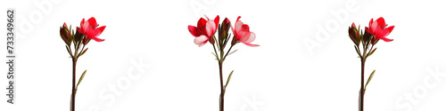 Trio of Red and White Flowers on a Pure White Background  Symbolizing Elegant Natural Beauty