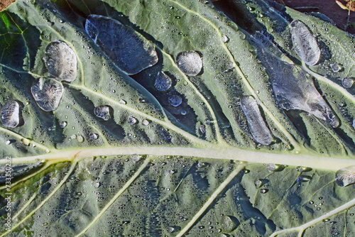 Foto de la gelée blanche sur la feuille