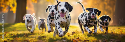 Cute dalmatian dogs group running on green grass in park