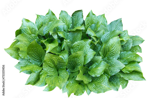 Top view of the outdoor green plant isolated on transparent background. PNG image of Hosta plant. photo