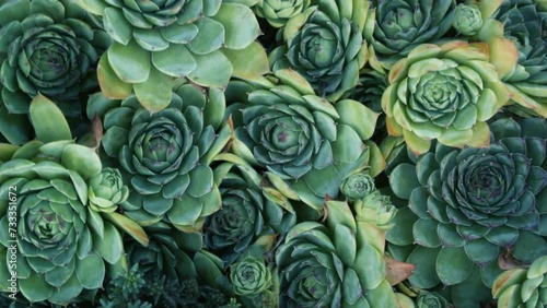 Top view. Full HD video with zoom and rotation. Close up of green plants in flowerbed. Succulents in garden. Concept of growing indoor plants, houseplant. Botanical Garden. Summer sunny day at farm photo
