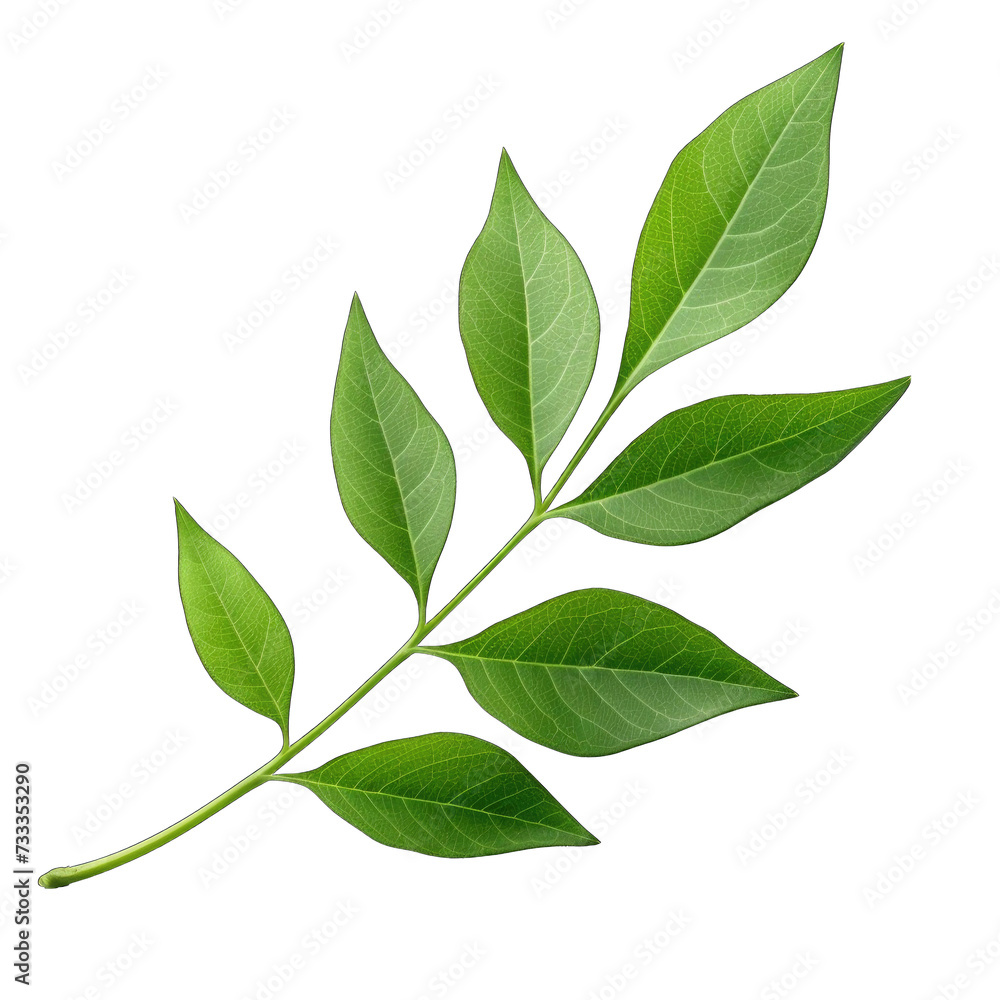 Fototapeta premium Fresh lettuce leave png