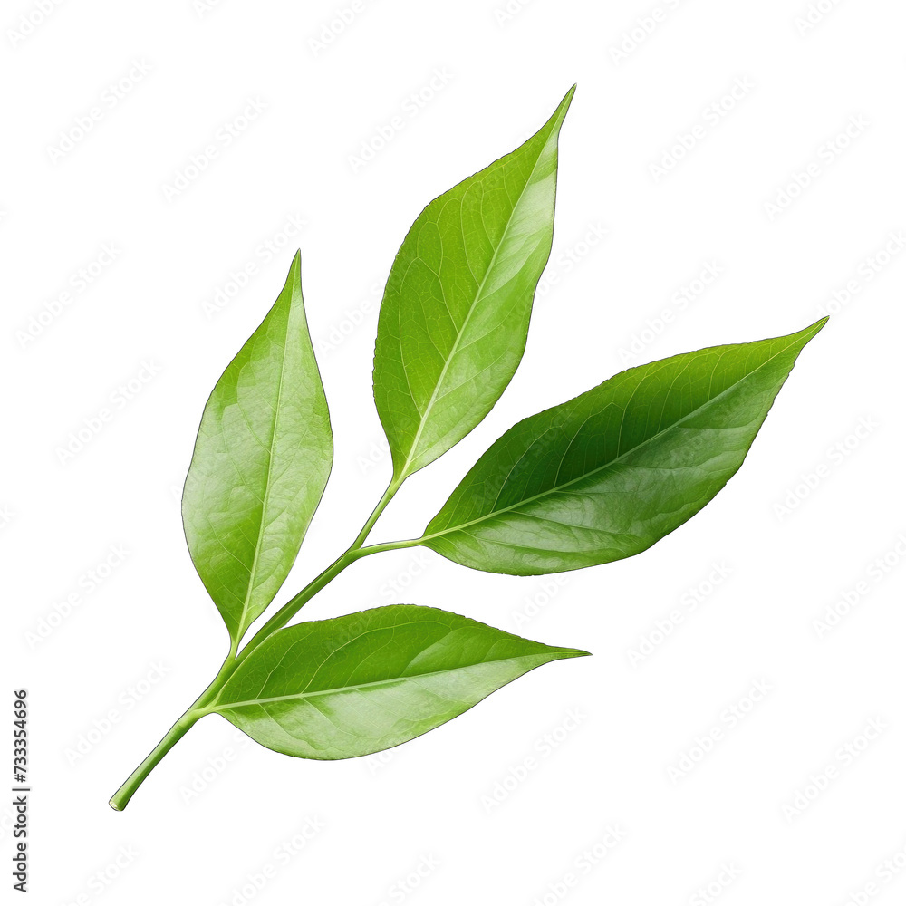 Fresh lettuce leave png