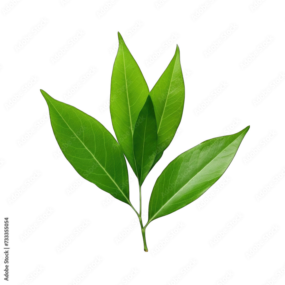 Fresh lettuce leave png Fresh lettuce leave png