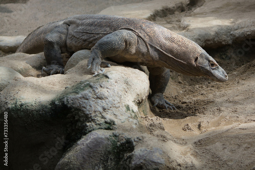 The dragon comodo is on the biggest lizards on the earth.