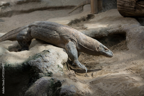 Fototapeta Naklejka Na Ścianę i Meble -  The dragon comodo is on the biggest lizards on the earth.