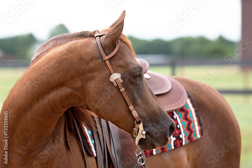 Chestnut Horse