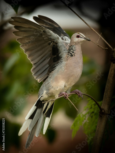 spotted dove photo