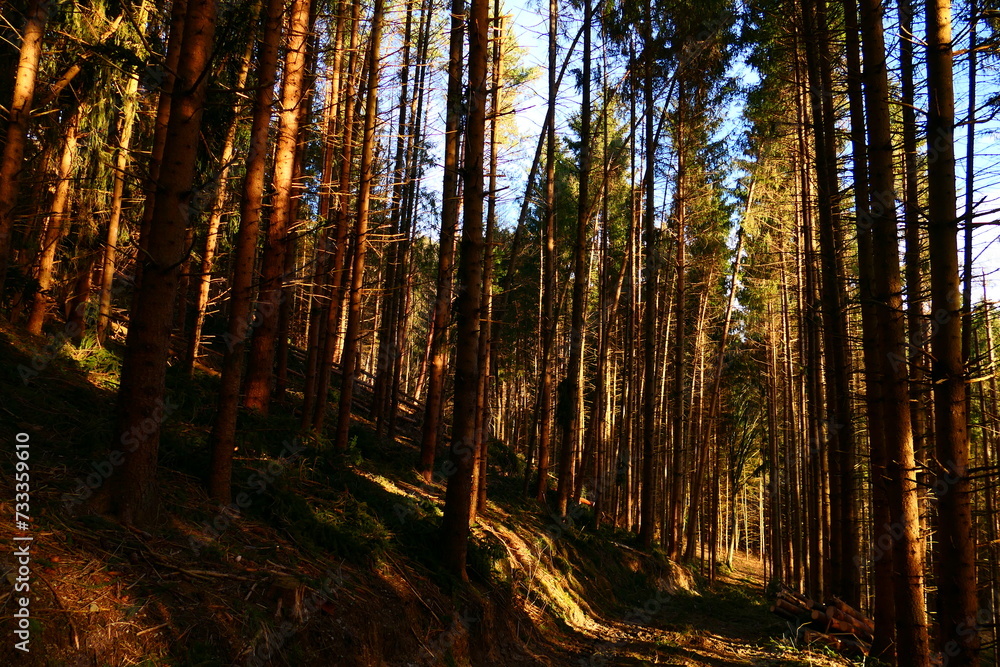 Obraz premium Sonnendurchflutet