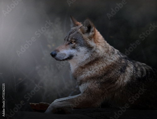 Portrait animalier de loup gris  interpr  tation personnelle 