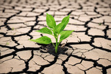 Resilienza Naturale- Pianta Verde che Si Sviluppa in un Terreno Arido e Screpolato