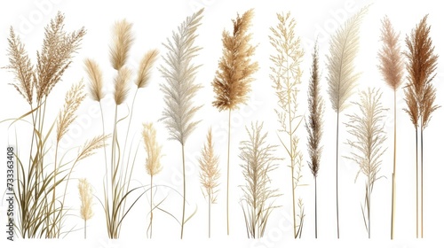 A group of tall grass on a white background. Suitable for nature themes and minimalist designs