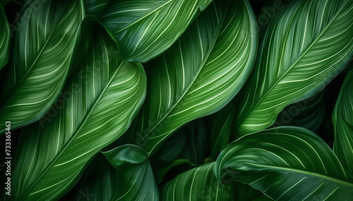 Green tropical leaf texture background