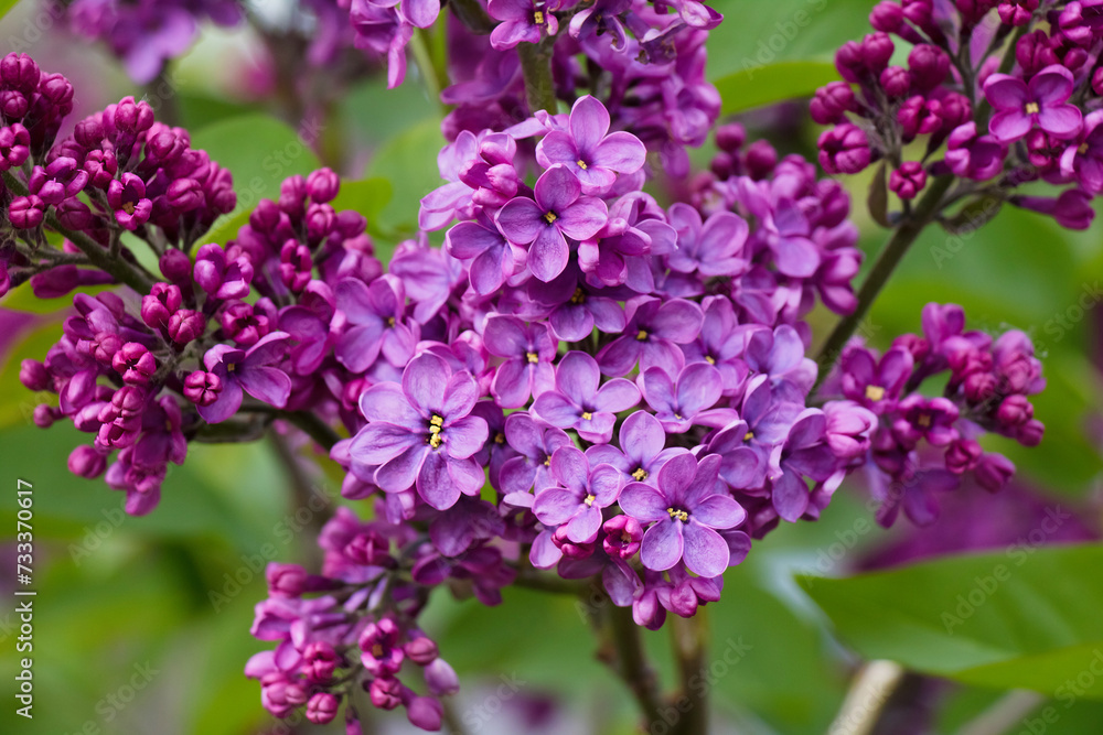 Blooming young lilac bush growing in garden in Spring Blooming young lilac bush growing in garden in Spring