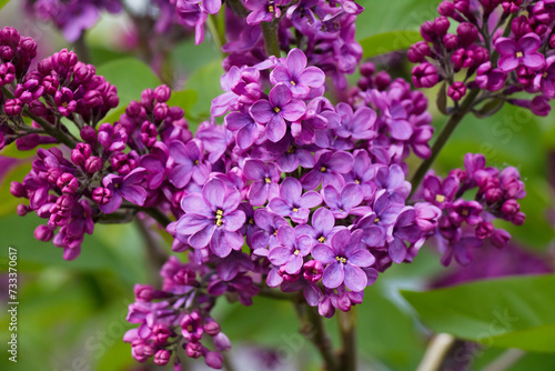 Blooming young lilac bush growing in garden in Spring