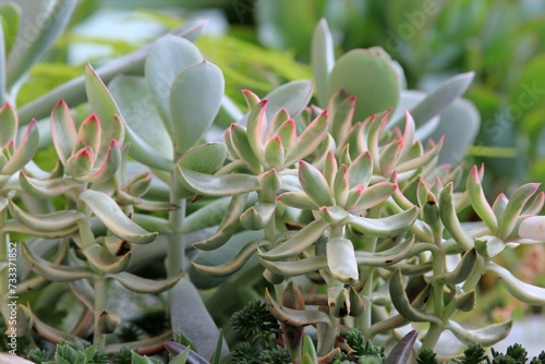 Leaves of different succulents on a blurry background 
