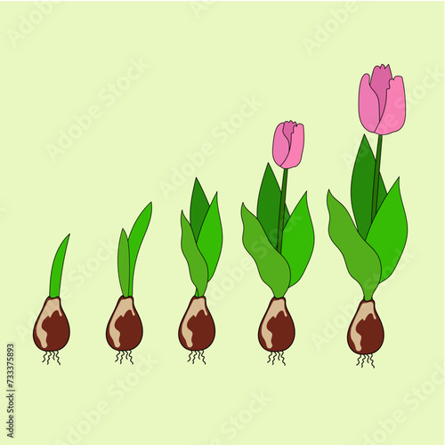 flowers illustration photo