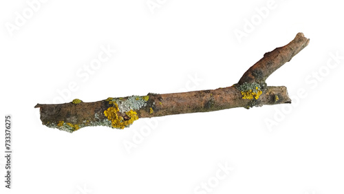 Wooden stick, dried branch of a tree isolated on white background