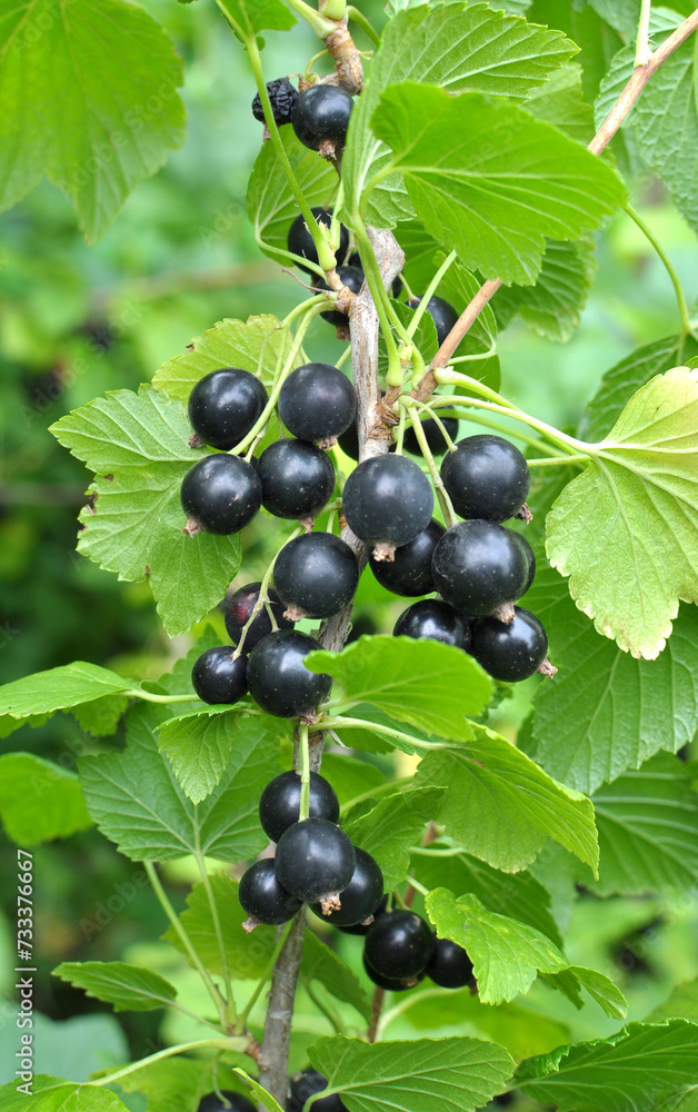 On the bush berries are ripe currant. On the bush berries are ripe currant.
