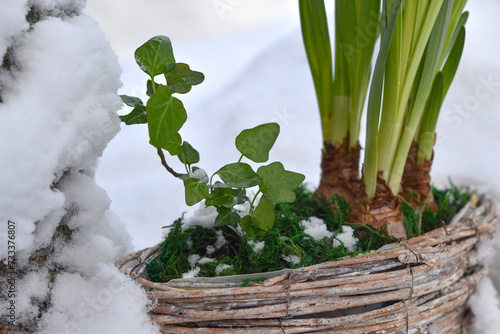 Bulbous garden flowers and garden ivy in a basket under the snow