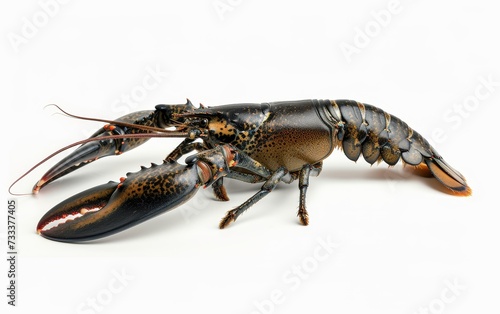 Detailed view of a lobster with striking claws and antennae, isolated on white.