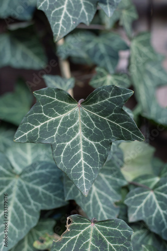 bluszcz, liść bluszczu, rośliny, leaf, ivy, Hedera helix © Kima