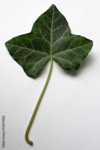bluszcz, liść bluszczu, rośliny, leaf, ivy © Kima