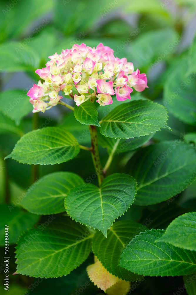 Pink hydrangea macrophylla flower, vertical photo in close up Pink hydrangea macrophylla flower, vertical photo in close up