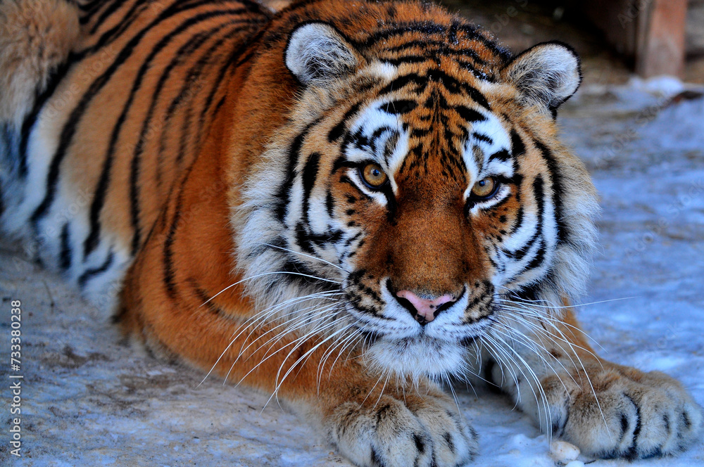 Naklejka premium Animals are a traditionally (since the time of Aristotle) distinguished category of organisms, currently considered as a biological kingdom. Animals are the main object of zoology study.