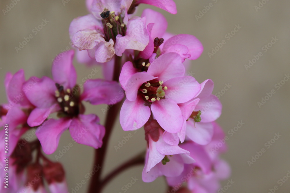 Flor rosa.jpg Flor rosa.jpg