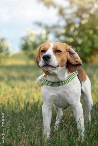 Amazing portrait of funny smillling cute beagle dog in summer fresh grass.