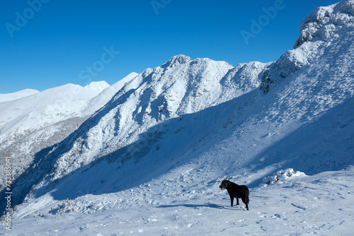 Panoramic of the Sierra de los Ancares with Labrador Retriever in the foreground © iago