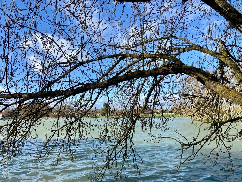 bare tree in the water bare tree in the water
