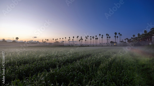  Agricultural wheat plantations and palms trees near the town of Atlit Israel at sunrise with mist beautiful sky . (Northern Israel)