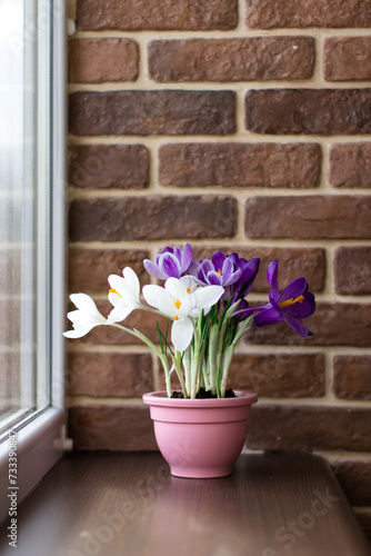 White and purple crocuses on the windowsill. Flowers on a brick balcony